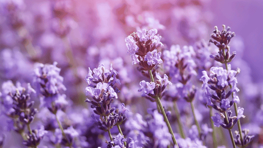 Benefits of using lavender oil for hair