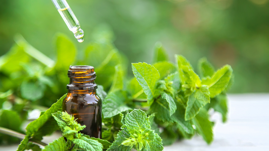 Benefits of Peppermint Essential Oil