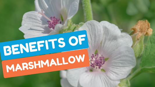 Benefits of Marshmallow Root