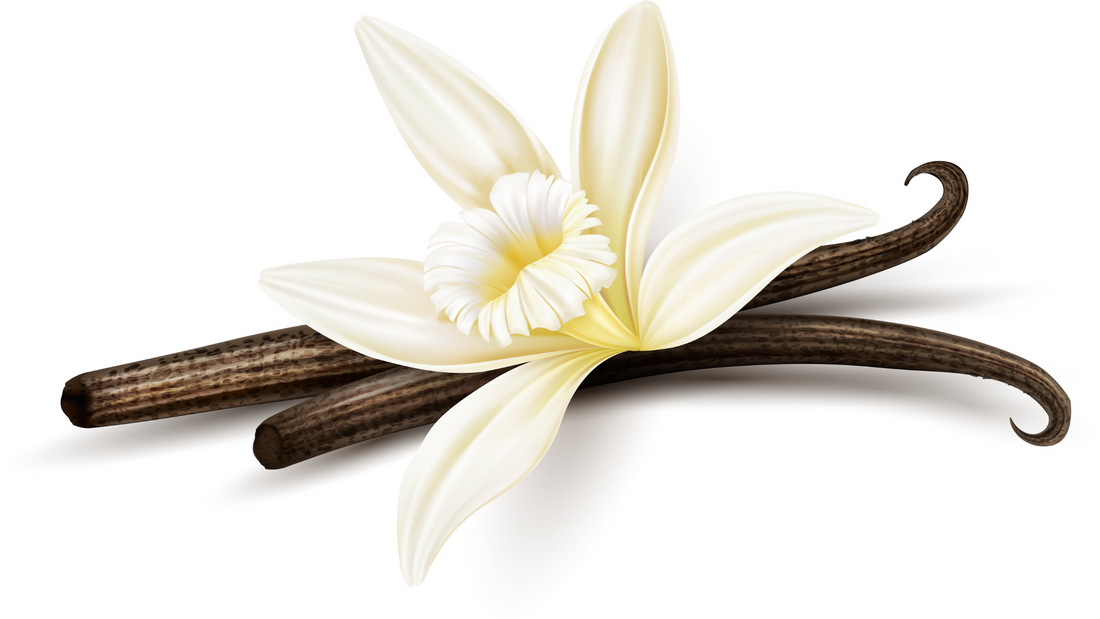 Vanilla Essential Oil