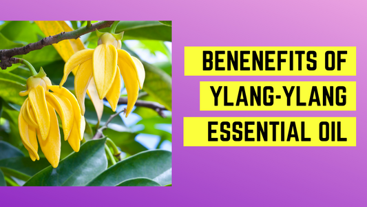 Benefits of Ylang-Ylang Essential Oil