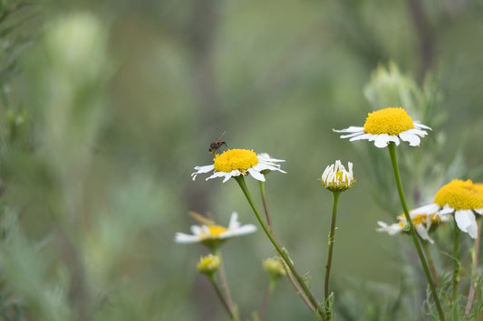 Roman Chamomile vs German Chamomile. What's the Difference?